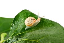 Snail Royalty Free Stock Photo
