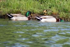 Duck Family Stock Photography