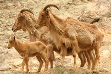 Mountain Goat Family Royalty Free Stock Photo