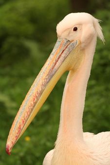 Great White Pelican Portrait Stock Photography