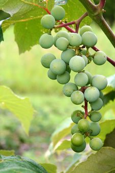Grapes On The Vine Royalty Free Stock Photos Grapes On The Vine Royalty Free Stock Photos