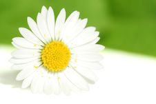 White Daisy Royalty Free Stock Photography