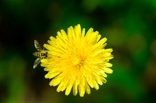 Dandelion Royalty Free Stock Images Dandelion Royalty Free Stock Images