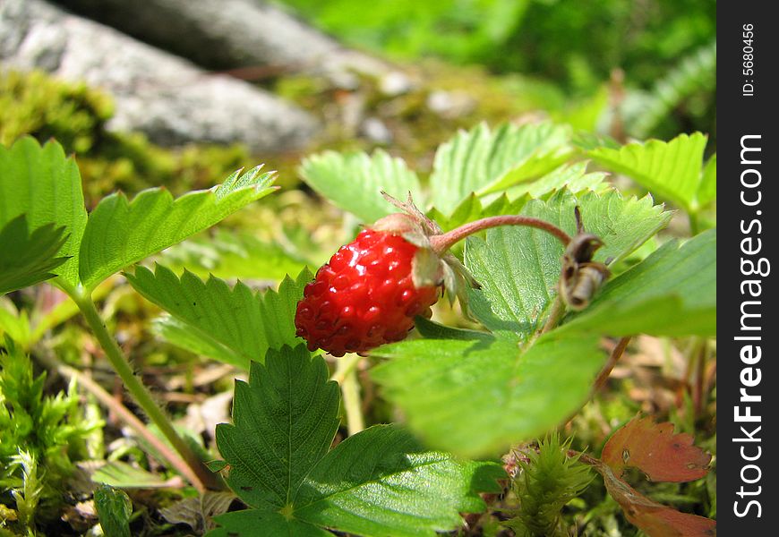 Mature Strawverry red color in wood in summer. Mature Strawverry red color in wood in summer.