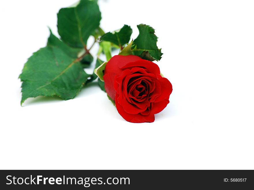 A shot of a red rose isolated on white