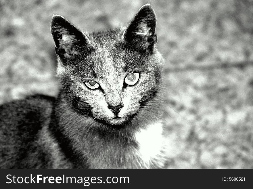 Grey drawing cat with wild looking