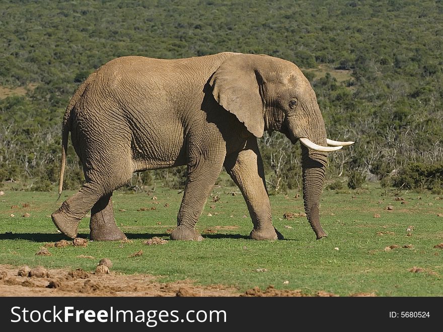 A bull Elephant leaves the river after drinking. A bull Elephant leaves the river after drinking