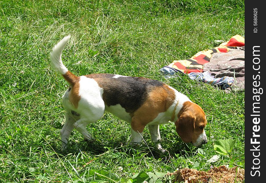 Beagle is huntung dog and firend man.