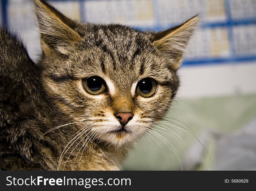 Small kitten with pretty eyes