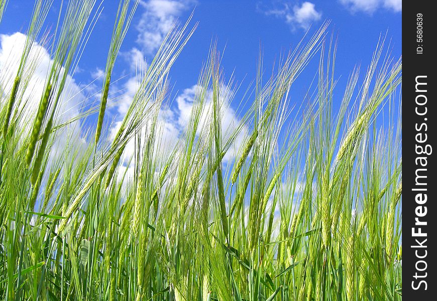 Green barley with blue sky background