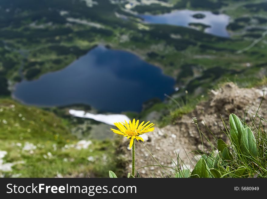 Yellow Flower Over Valley