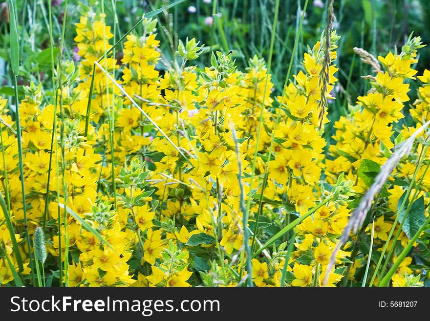 Lots of bright wild yellow summer flowers. Lots of bright wild yellow summer flowers