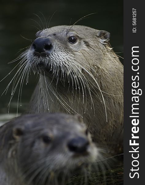 Portrait of a very whiskered otter