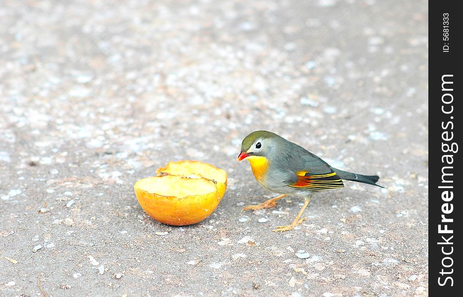 The bird eating an apple in a garden