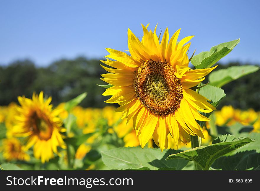 Sunflower on a blue sky