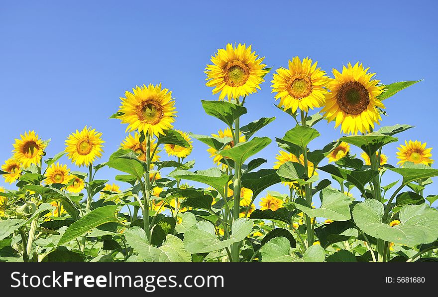 Sunflowers on a blue sky