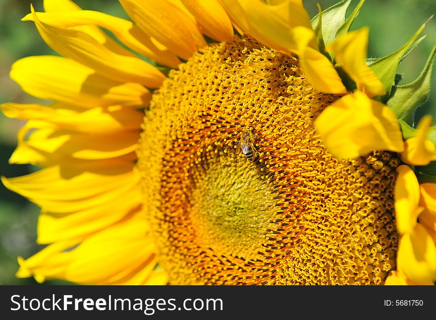 Close up of a yellow sunflower.