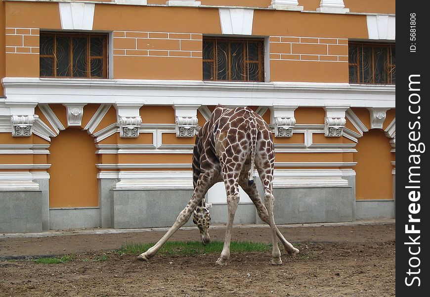 Animal giraffe nature zoo zoological gardens