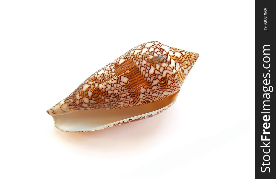 Small orange sea cockleshell covered by an intricate pattern. Small orange sea cockleshell covered by an intricate pattern.