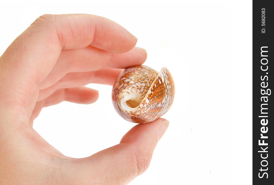 Woman hand and orange sea shell isolated on white background. Woman hand and orange sea shell isolated on white background.