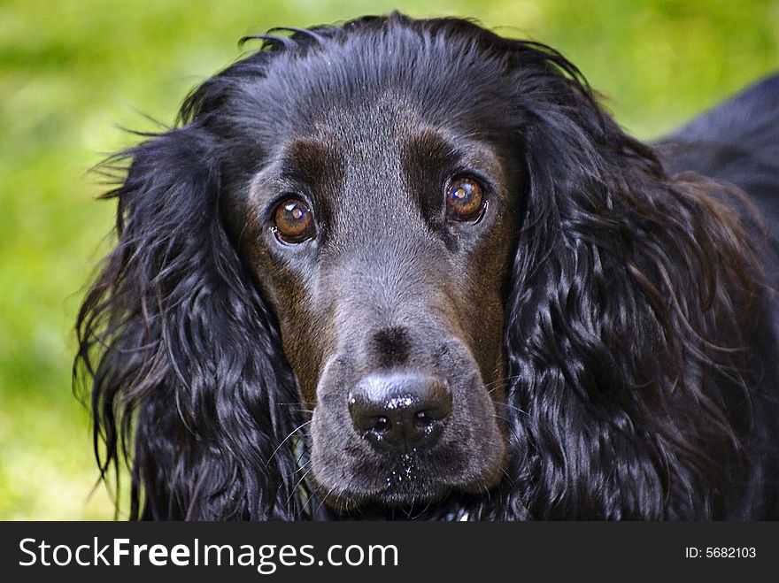 Black English Spaniel Portrait