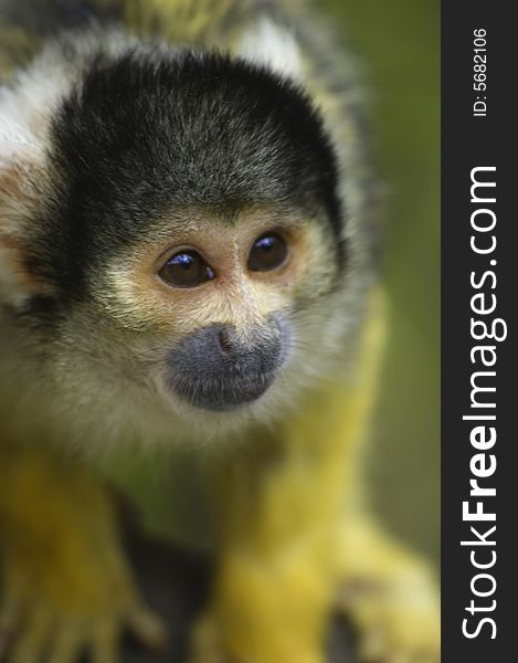 Squirrel monkey