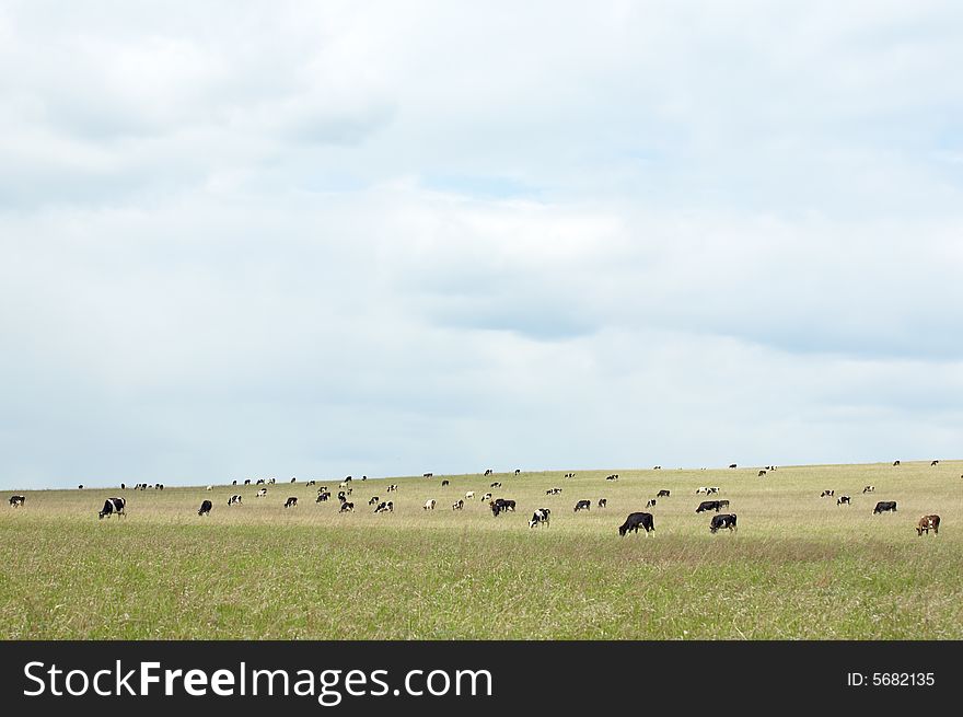 Cow in green field under sky