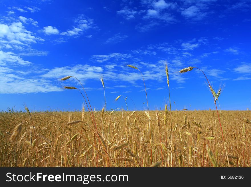 An image of a golden field under blue sky