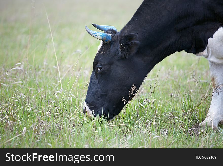 Cow in green field under sky