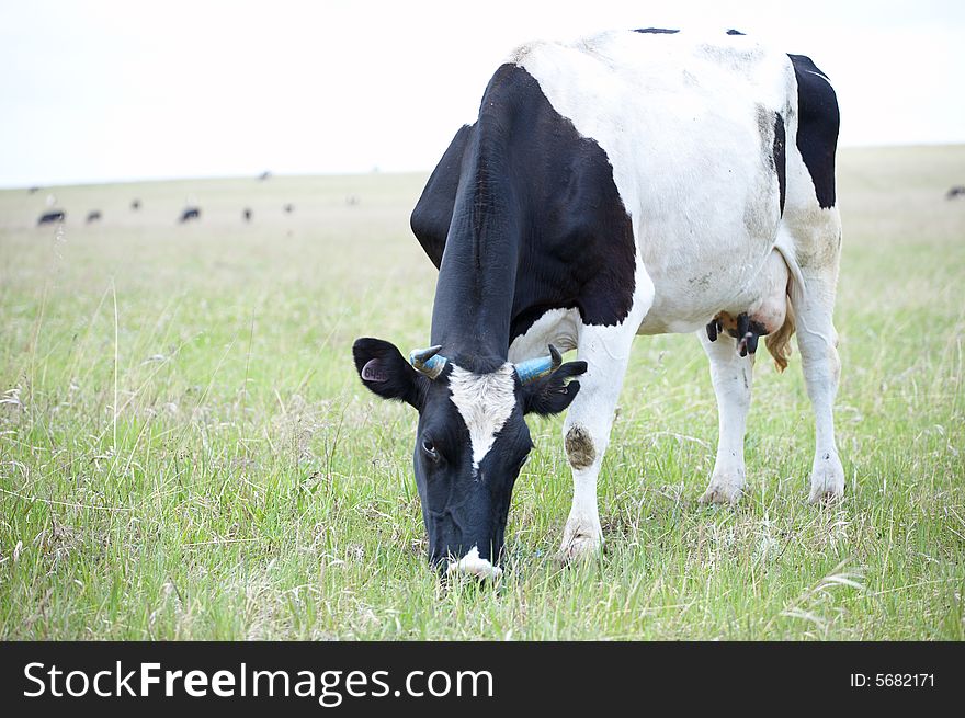 Cow in green field under sky