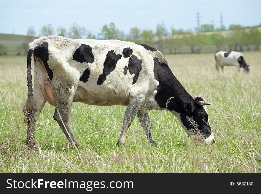 Cow in green field under sky