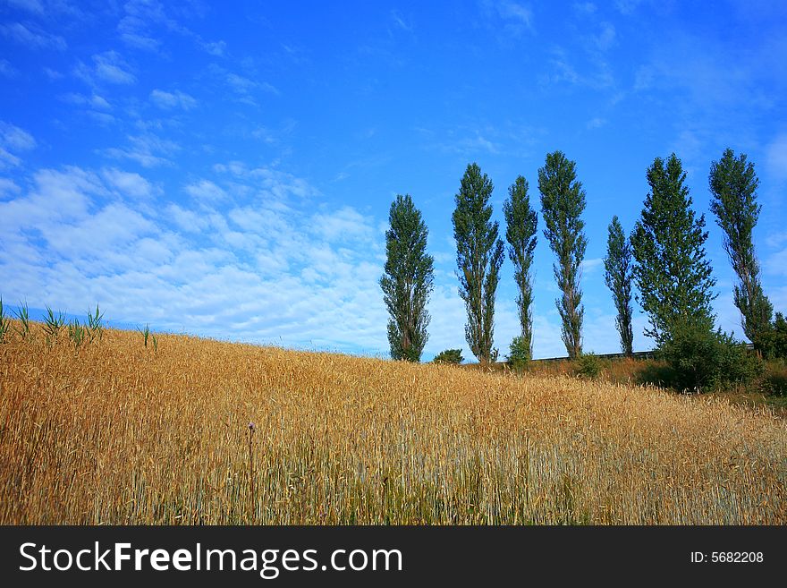 An image of a golden field with yellow wheat