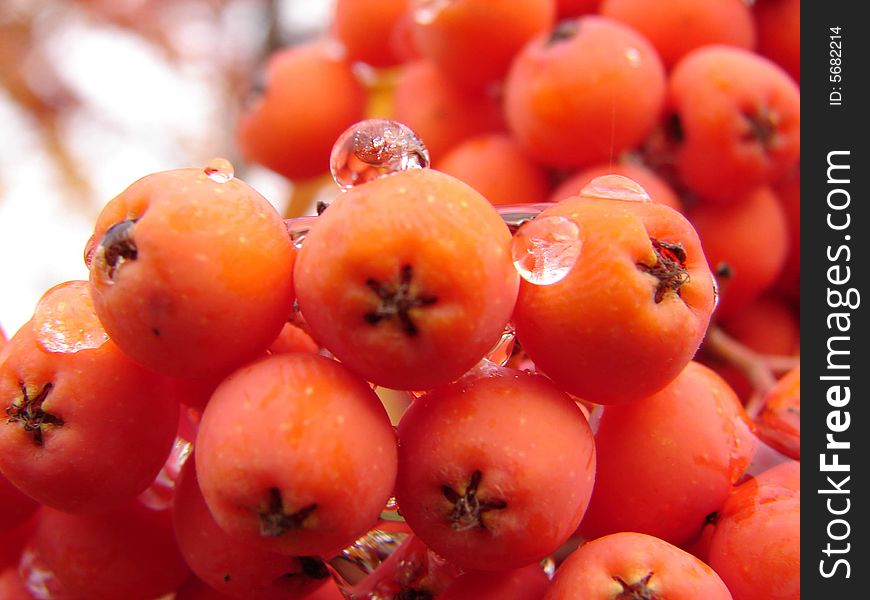 Rowanberry; red; dripped; drop; water; nature