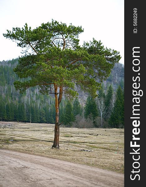 Alone tree on road and mountain