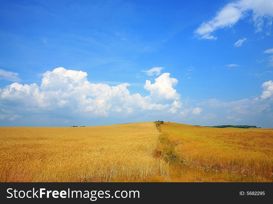 An image of a field with golden rye