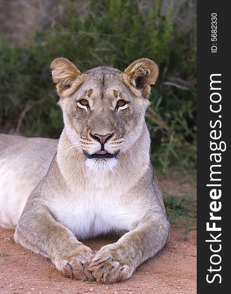 A young Lioness sticks its tongue out at the photographer. A young Lioness sticks its tongue out at the photographer