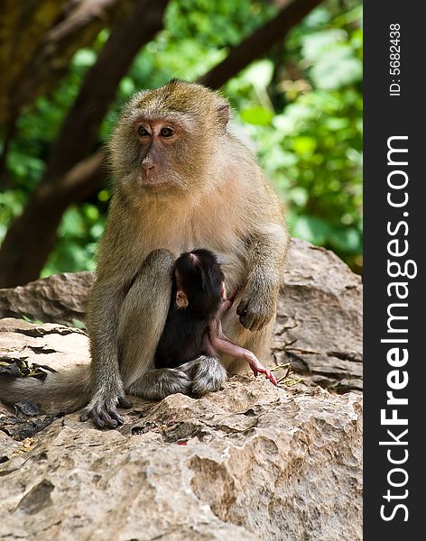 Monkey with baby sitting on the stones, Thailand