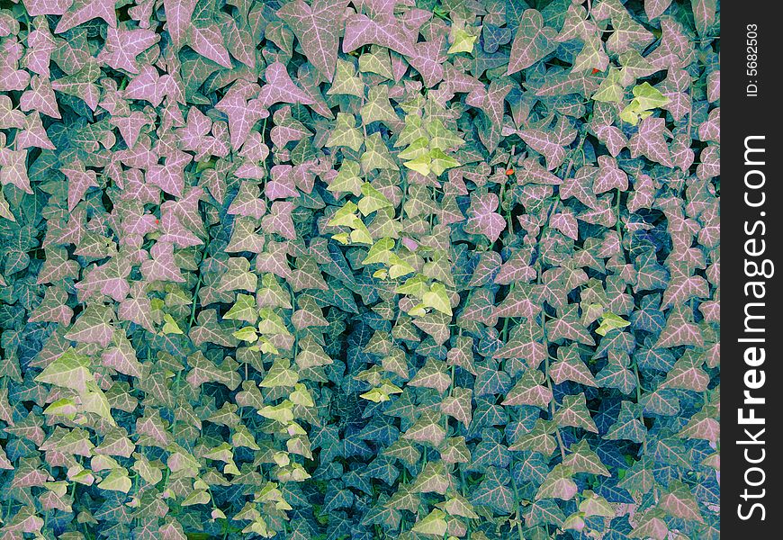Leaves of a pink ivy. Fantasy. Coloured photo.