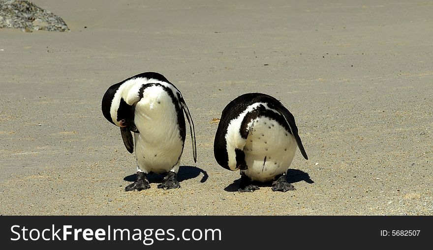 Two penguins on beach near Capetown