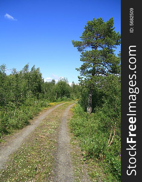 Old country road through a forest