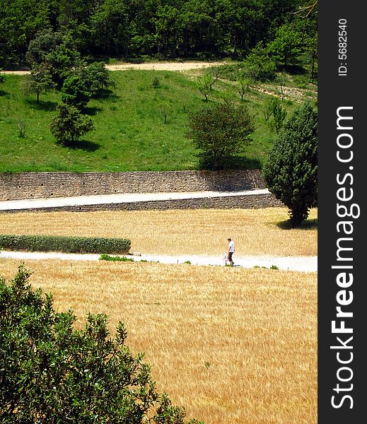 A walking man in a barley field - in Provence - south France. A walking man in a barley field - in Provence - south France