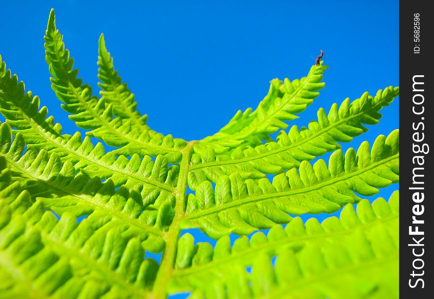 Close up fern leaves and blue sky