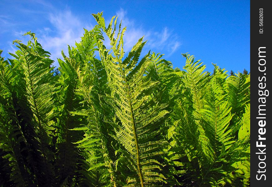 Green fern and blue sky