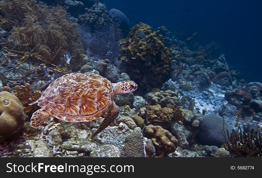 Green Turtle swimming in open watyer accross the coral reef