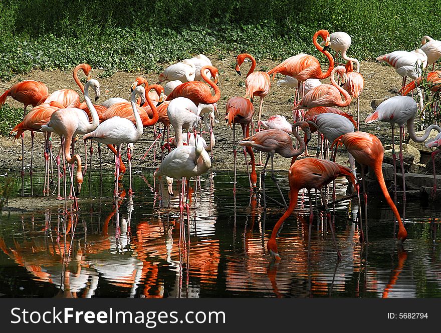 A view of a group of pink flamingo wandering by the lake