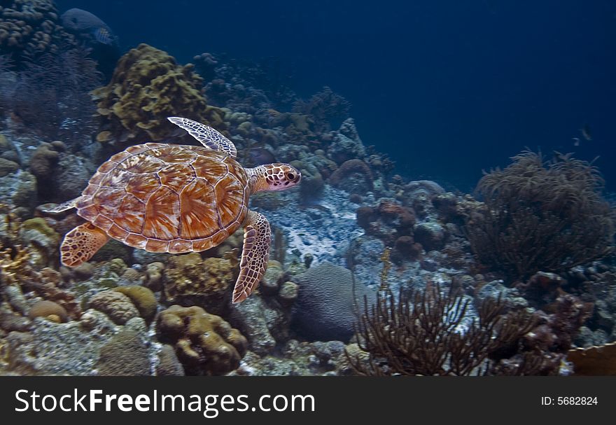 Green Turtle swimming in open watyer accross the coral reef