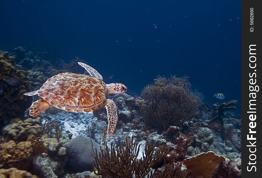 Green Turtle swimming in open watyer accross the coral reef