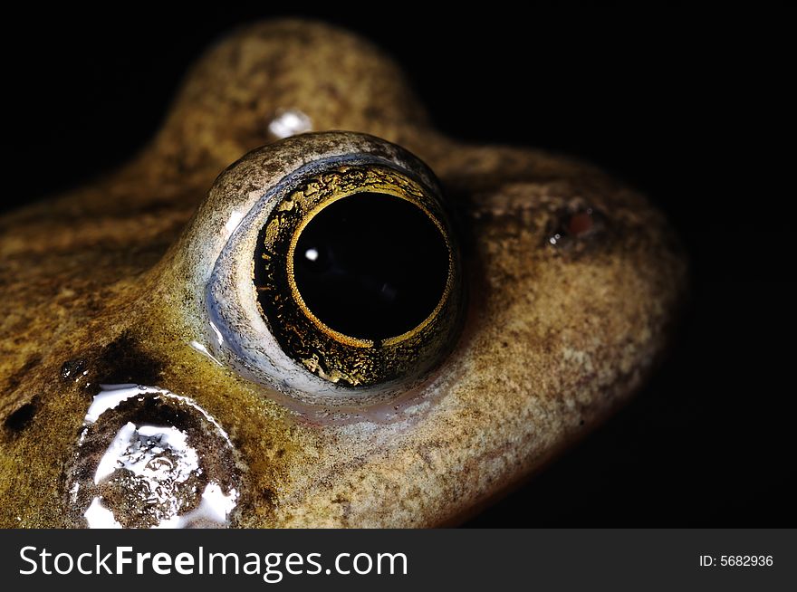 Macro shot of head and eye of common frog (rana temporaria)