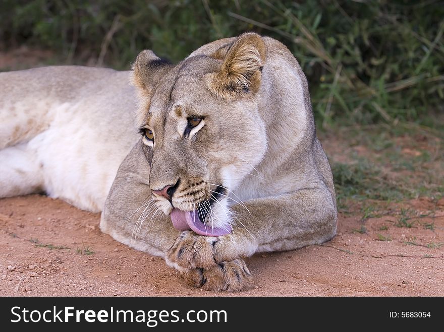 The cleaning Lioness looks up at the sound of the camera. The cleaning Lioness looks up at the sound of the camera