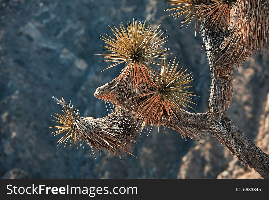 Joshua Tree Detail Infrared